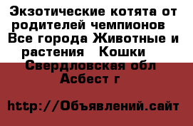  Экзотические котята от родителей чемпионов - Все города Животные и растения » Кошки   . Свердловская обл.,Асбест г.